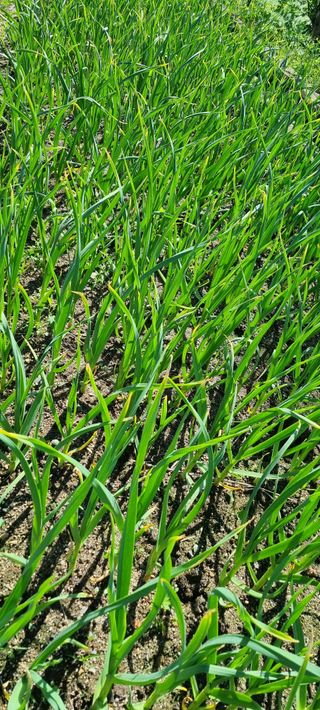 블루베리17119님의 우리 동네 장터 자랑하기 · 참여글 작성글 사진