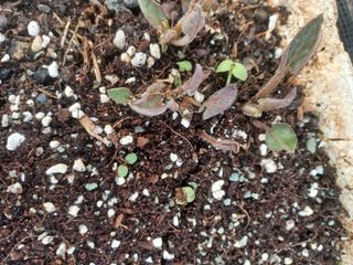 무료지식나눔 팜닥터님의 자유주제 · 자유게시판 작성글 사진