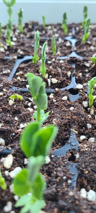 풀잎사랑님의 작성글 사진