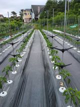 팜모닝 우리 동네 장터 자랑하기·참여글 게시글 이미지