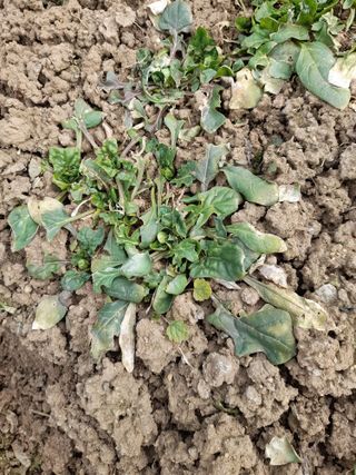 송기완님의 자유주제 · 자유게시판 작성글 사진