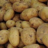 대산농사대장님의 감자·자유게시판 작성글 사진