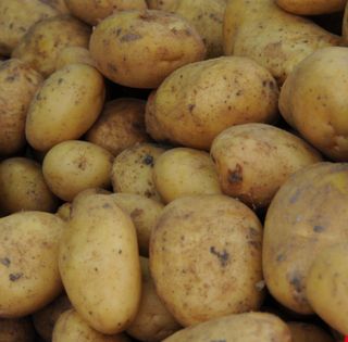 대산농사대장님의 감자 · 자유게시판 작성글 사진