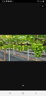 팜모닝 자유주제·자유게시판 게시글 이미지