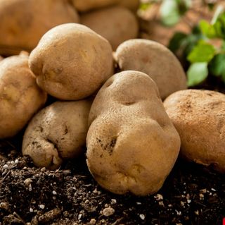 대산농사대장님의 감자 · 자유게시판 작성글 사진