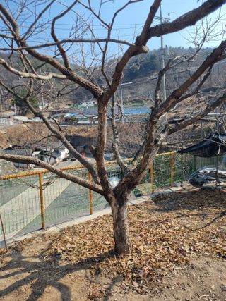 김용대님의 자유주제 · 자유게시판 작성글 사진