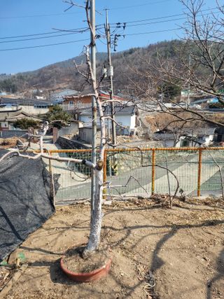 김용대님의 자유주제 · 자유게시판 작성글 사진