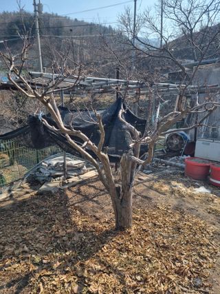 김용대님의 자유주제 · 자유게시판 작성글 사진