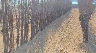 일심묘목농원님의 자유주제 · 자유게시판 작성글 사진