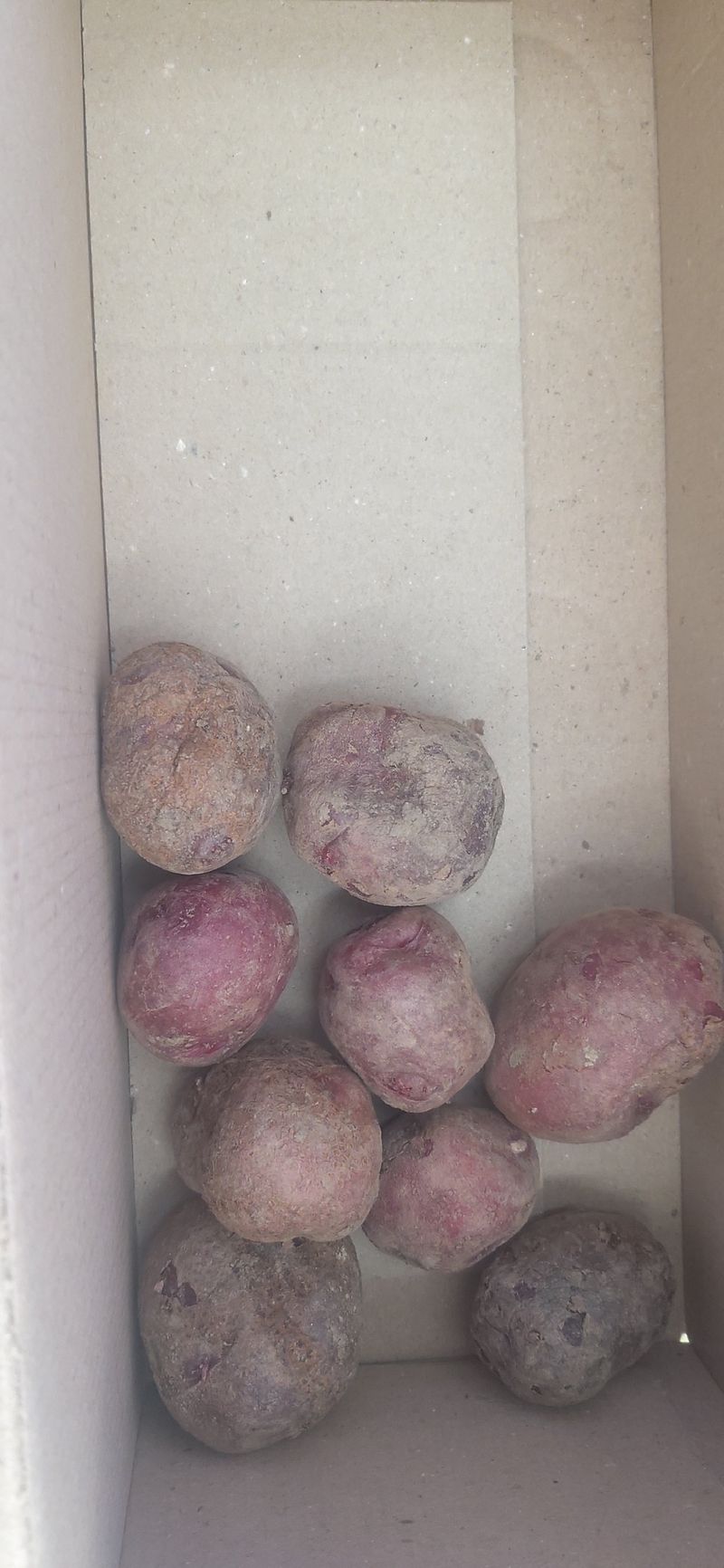 배추16219님의 장터 판매 상품 [홍감자] 첨부 사진