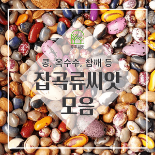 주주씨앗님의 작성글 사진