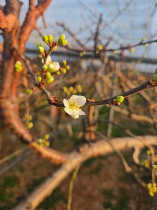 두릅나무9110님의 자유주제 · 자유게시판 작성글 사진