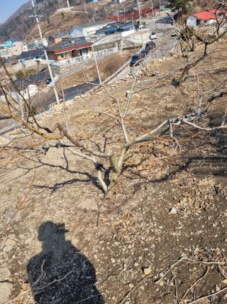 김용대님의 자유주제 · 자유게시판 작성글 사진