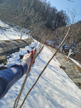 남효제님의 두릅 · 품종•종자 작성글 사진