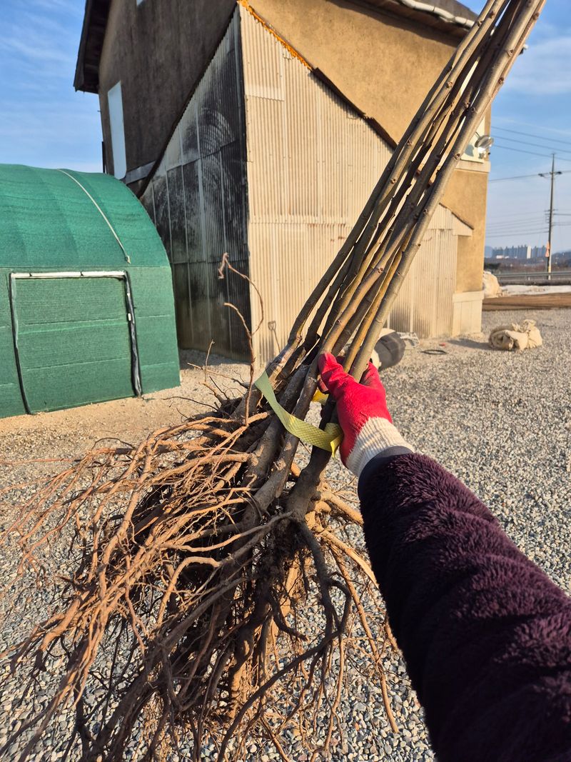 우리농원님의 장터 판매 상품 [밤(품종-대보) 묘목 판매합니다.] 첨부 사진