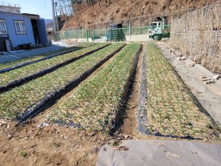 땅땅님의 마늘 · 일상 작성글 사진