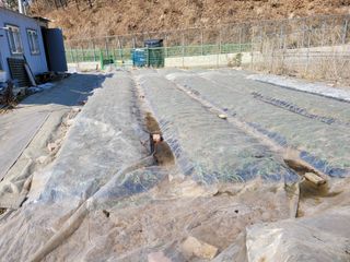 땅땅님의 마늘 · 일상 작성글 사진