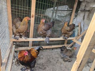 김영복님의 자유주제 · 자유게시판 작성글 사진