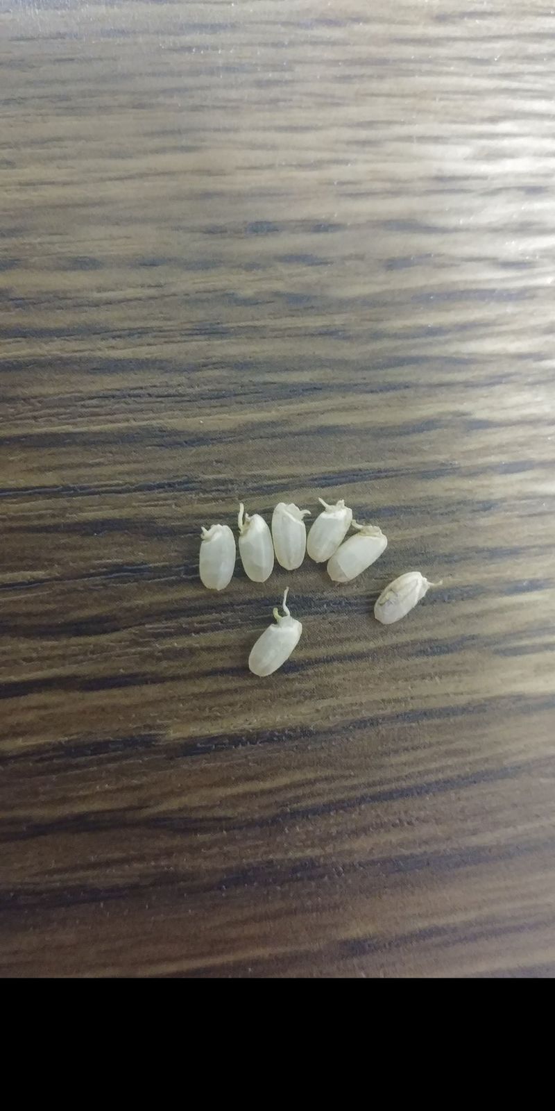 김관수회원님의 장터 판매 상품 [발아현미] 첨부 사진