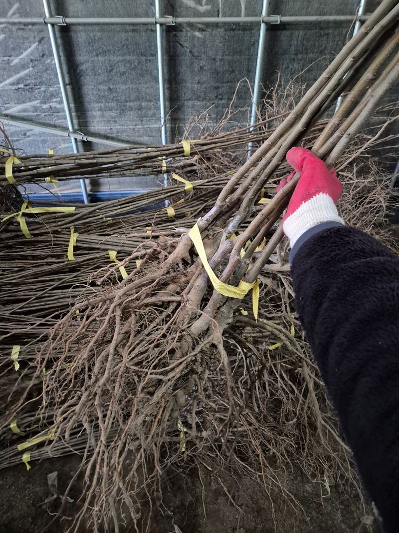우리농원님의 장터 판매 상품 [밤(품종-대보) 묘목 판매합니다.] 첨부 사진