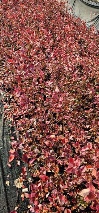 뿌리묘목농원님의 자유주제 · 자유게시판 작성글 사진