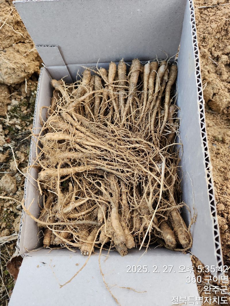 약도라지6018님의 장터 판매 상품 [약도라지 종근 100주 판매완료 ] 첨부 사진