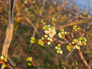 두릅나무9110님의 자유주제 · 자유게시판 작성글 사진