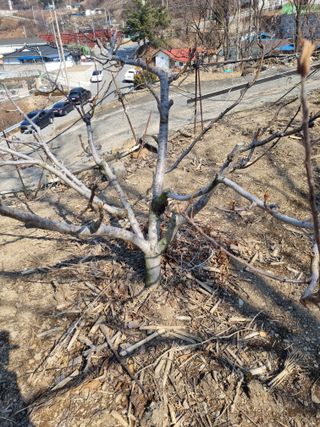 김용대님의 자유주제 · 자유게시판 작성글 사진