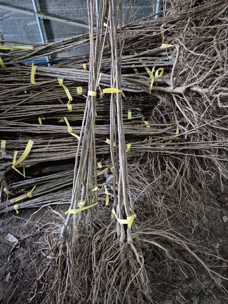 우리농원님의 장터 판매 상품 [밤(품종-대보) 묘목 판매합니다.] 첨부 사진