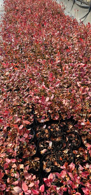 뿌리묘목농원님의 자유주제 · 자유게시판 작성글 사진