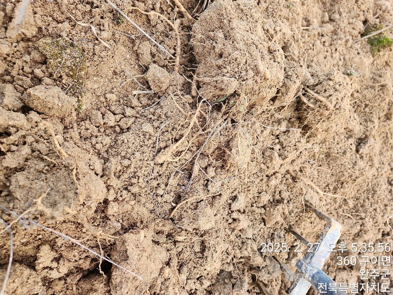 장터 상품 [약도라지 종근 100주 판매완료 ] 썸네일