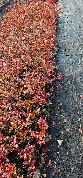 뿌리묘목농원님의 자유주제 · 자유게시판 작성글 사진