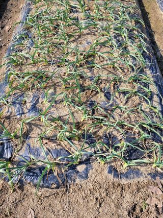 땅땅님의 마늘 · 일상 작성글 사진