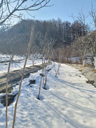 남효제님의 두릅 · 품종•종자 작성글 사진