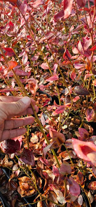 뿌리묘목농원님의 자유주제 · 자유게시판 작성글 사진