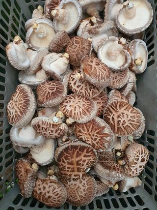 한밭농원님의 자유주제 · 자유게시판 작성글 사진