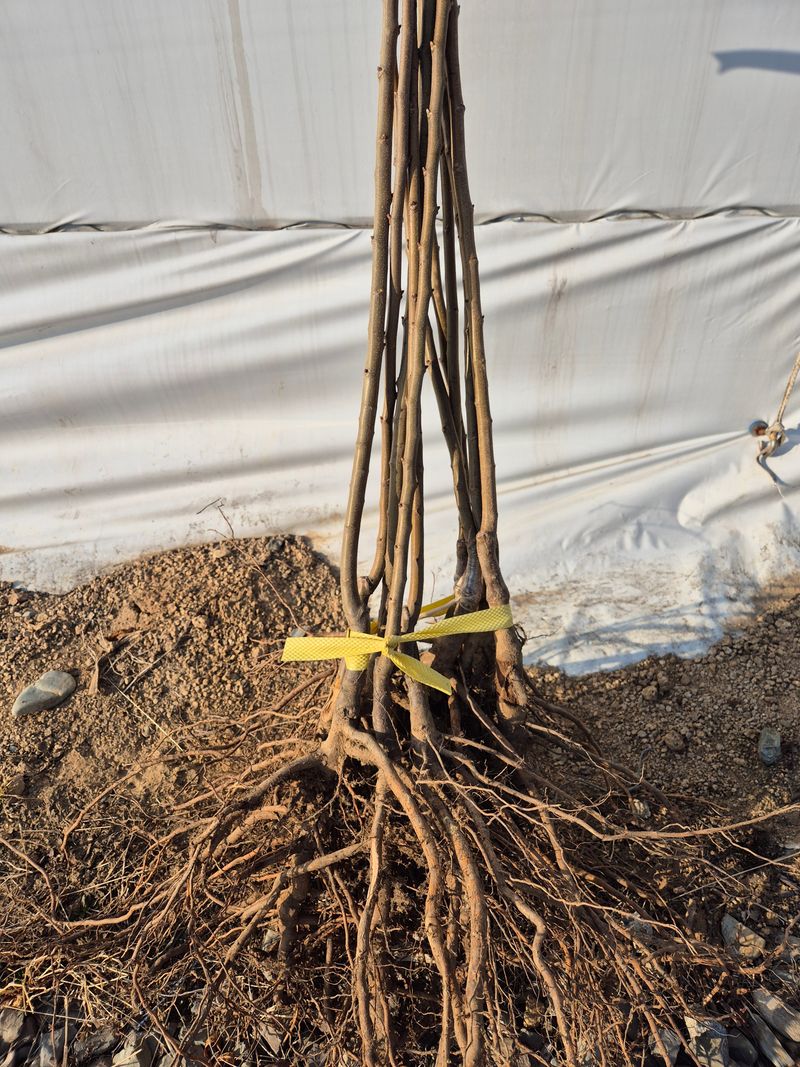 우리농원님의 장터 판매 상품 [밤(품종-대보) 묘목 판매합니다.] 첨부 사진