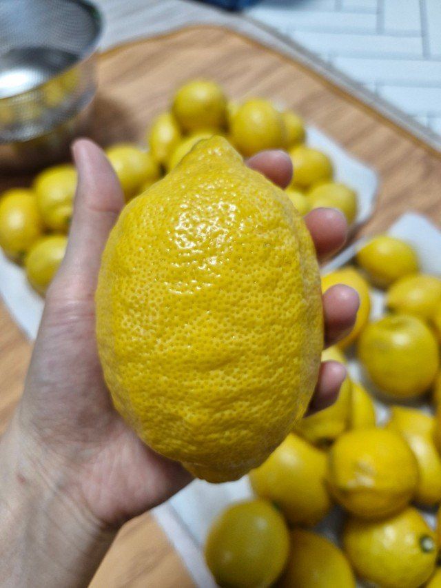 제주빅팜님의 장터 판매 상품 [레몬 상품] 첨부 사진