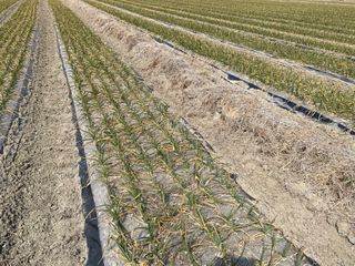 초보마늘꾼님의 마늘 · 일상 작성글 사진