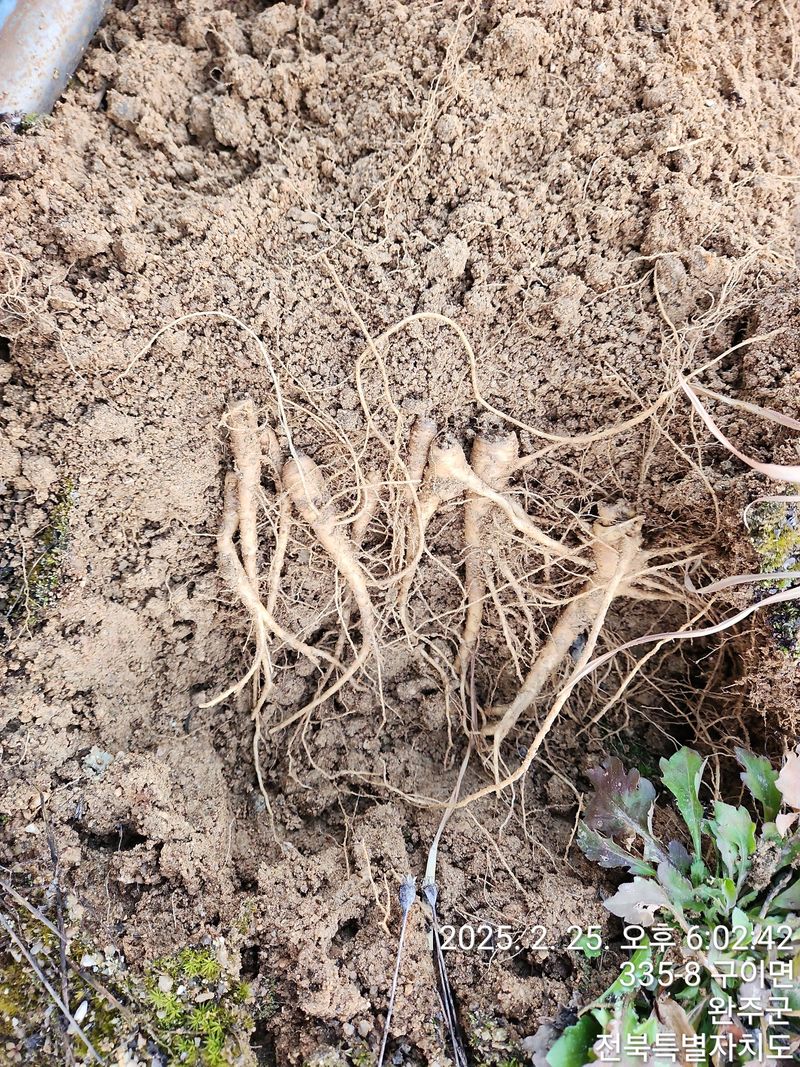 약도라지6018님의 장터 판매 상품 [약도라지 종근 100주 판매완료 ] 첨부 사진