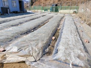 땅땅님의 마늘 · 일상 작성글 사진