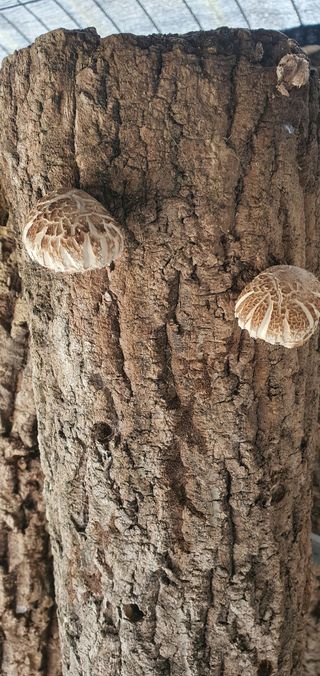 한밭농원님의 자유주제 · 자유게시판 작성글 사진