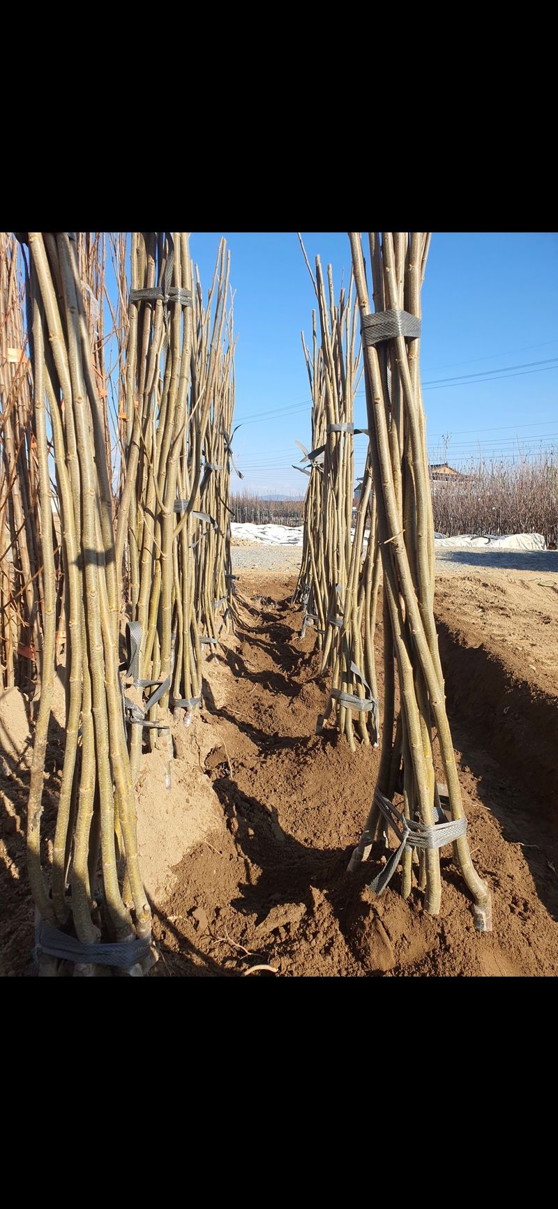 장터 상품 [밤(품종-대보) 묘목 판매합니다.] 썸네일