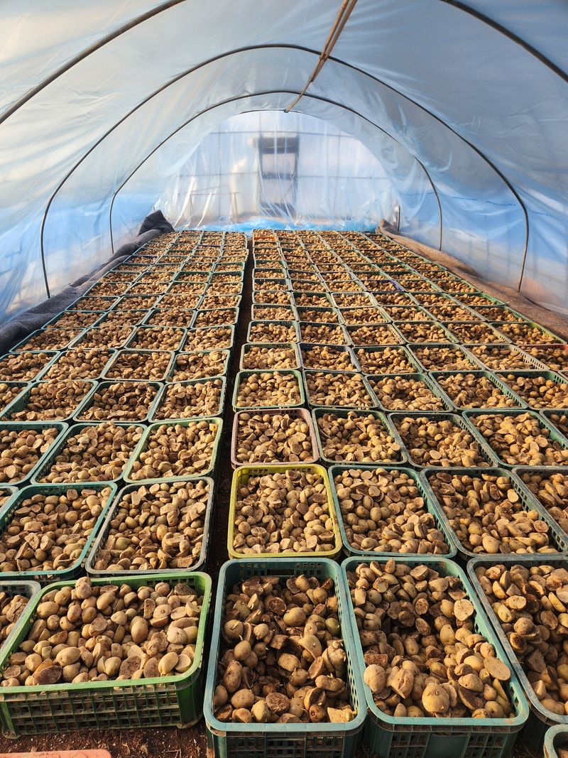 장터 상품 [감자 20키로] 썸네일