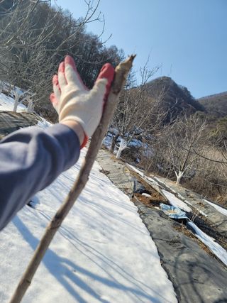 남효제님의 두릅 · 품종•종자 작성글 사진