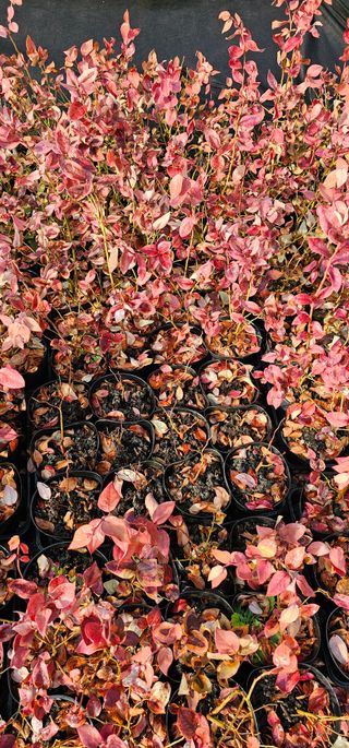 뿌리묘목농원님의 자유주제 · 자유게시판 작성글 사진