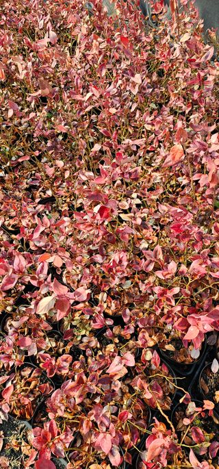 뿌리묘목농원님의 자유주제 · 자유게시판 작성글 사진