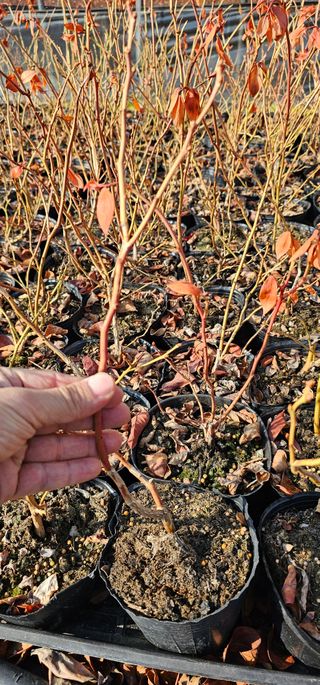 뿌리묘목농원님의 자유주제 · 자유게시판 작성글 사진