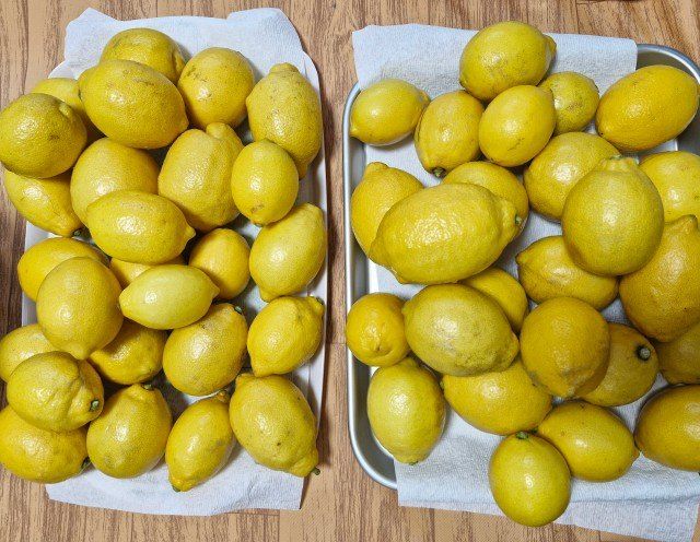 제주빅팜님의 장터 판매 상품 [레몬 상품] 첨부 사진