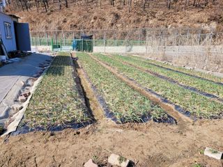 땅땅님의 마늘 · 일상 작성글 사진